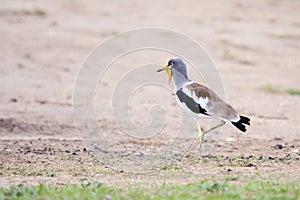 White-crowned Lapwing ( Plover )