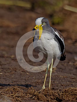 White crowned lapwing portrait in sand