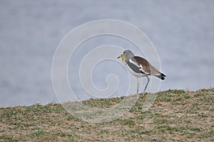 White crowned Lapwing (Vanellus albiceps)