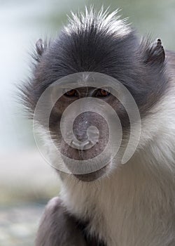 White Crowned Mangabey