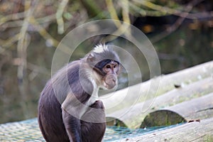 White Crowned Mangabey