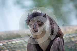 White-crowned Mangabey (Cercocebus atys lunulatus) in West Africa