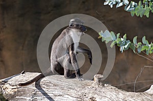 White-crowned mangabey at the zoo