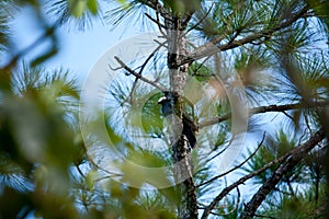 White Crowned Pigeon in a pine tree at the Florida Keys.