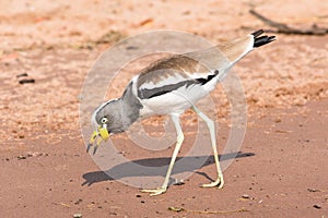 White-crowned plover