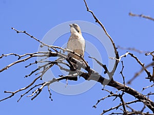 White-crowned Shrike, Eurocephalus aguitimens, Kalahari, South Africa