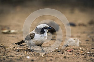 White-crowned Shrike in Kruger National park, South Africa