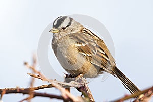 White Crowned Sparrow