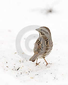 White-crowned Sparrow