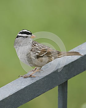 White-Crowned Sparrow