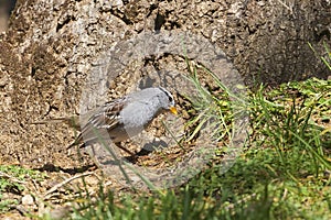 White Crowned Sparrow foraging in a Redding California Lawn