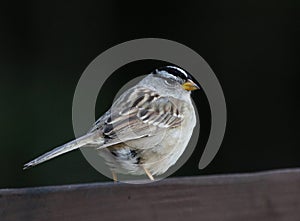 White-crowned Sparrow Looking Back