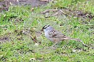 White-Crowned Sparrow Migrates