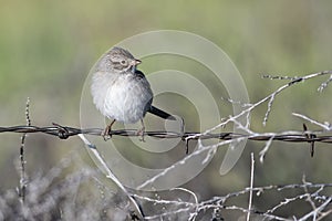 White-Crowned Sparrow Perched on a Barbed Wire Fence