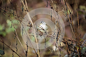 White-crowned sparrow perched on a branch at Cowichan Bay