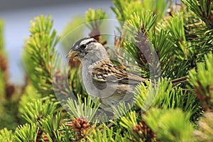 White crowned sparrow perched in the bush.