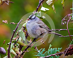 White-crowned Sparrow Photo and Image. Sparrow close up side view perched on a branch with forest background in its environment