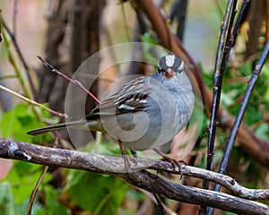 White-crowned Sparrow Photo and Image. Sparrow close up side view perched on a branch with forest background in its environment