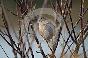 White crowned Sparrow resting
