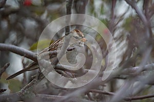White crowned Sparrow resting on branch