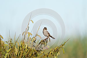 White crowned Sparrow resting in bush