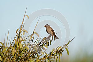 White crowned Sparrow resting in bush