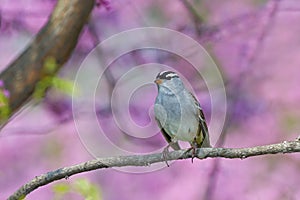 White crowned Sparrow in a sea of pink