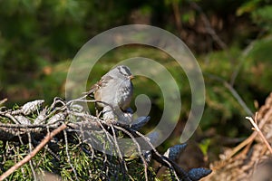 White-crowned sparrow sitting in a red pine tree