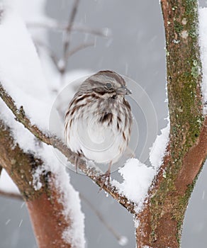 White-crowned Sparrow in snow