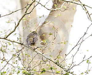 White Crowned Sparrow in Spring