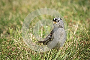 White crowned sparrow standing on the grass.