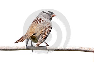 White-crowned sparrow on a white background