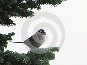 White Crowned Sparrow with white background