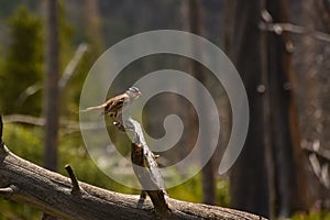 White Crowned Sparrow white-crowned sparrow Zonotrichia leucophrys