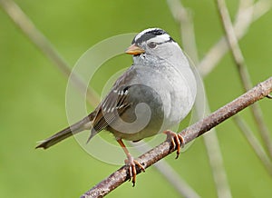 White Crowned Sparrow