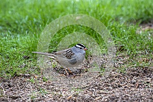The White-crowned Sparrow  Zonotrichia leucophrys