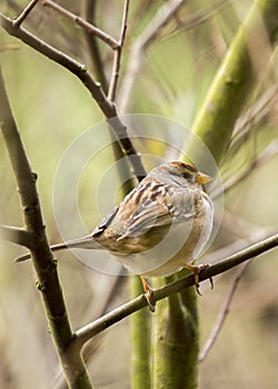 White-Crowned Sparrow (Zonotrichia leucophrys)