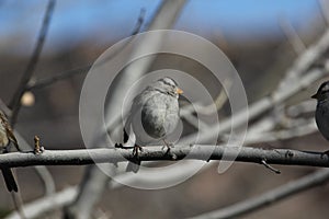White-crowned sparrow (Zonotrichia leucophrys)