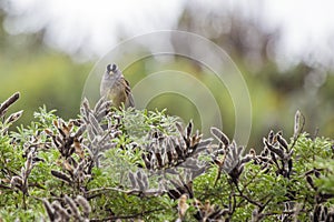 White-Crowned Sparrow (Zonotrichia leucophrys)