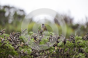 White-Crowned Sparrow (Zonotrichia leucophrys)