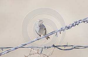 White-crowned Sparrow Zonotrichia leucophrys Gambel`s Subspecies