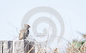White-crowned Sparrow Zonotrichia leucophrys Gambel`s Subspecis