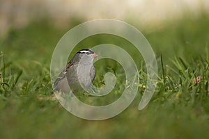 White - crowned Sparrow Zonotrichia leucophrys on the grass.