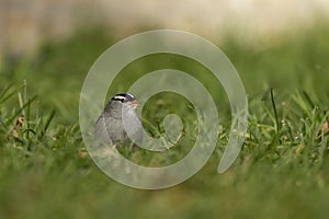 White - crowned Sparrow Zonotrichia leucophrys on the grass.
