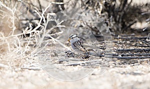 White-crowned Sparrow Zonotrichia leucophrys on the Ground