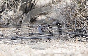 White-crowned Sparrow Zonotrichia leucophrys on the Ground