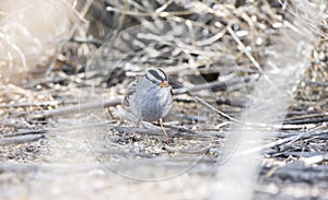 White-crowned Sparrow Zonotrichia leucophrys on the Ground