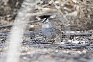 White-crowned Sparrow Zonotrichia leucophrys on the Ground