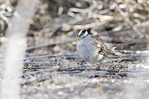 White-crowned Sparrow Zonotrichia leucophrys on the Ground