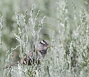 White-crowned Sparrow Zonotrichia leucophrys sage song bird